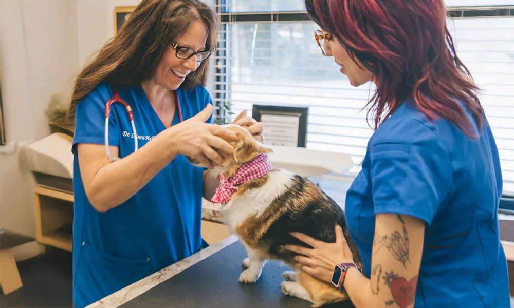 photo of a veterinarian examining a small dog