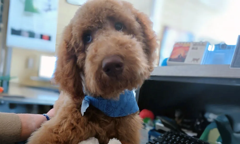 photo of puppy named Marty Spencer
