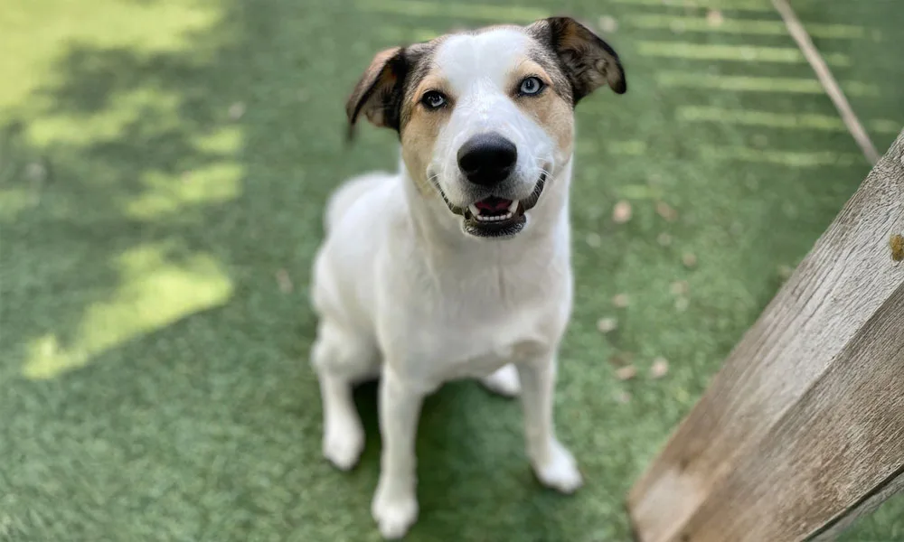 photo of smiling dog named stormy