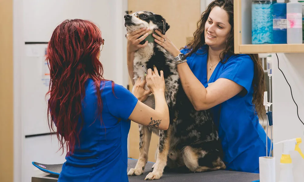 photo of veterinarians examining a large dog