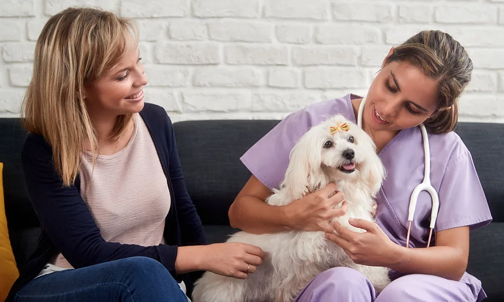 Veterinarian House Call With Dog Owner And Animal