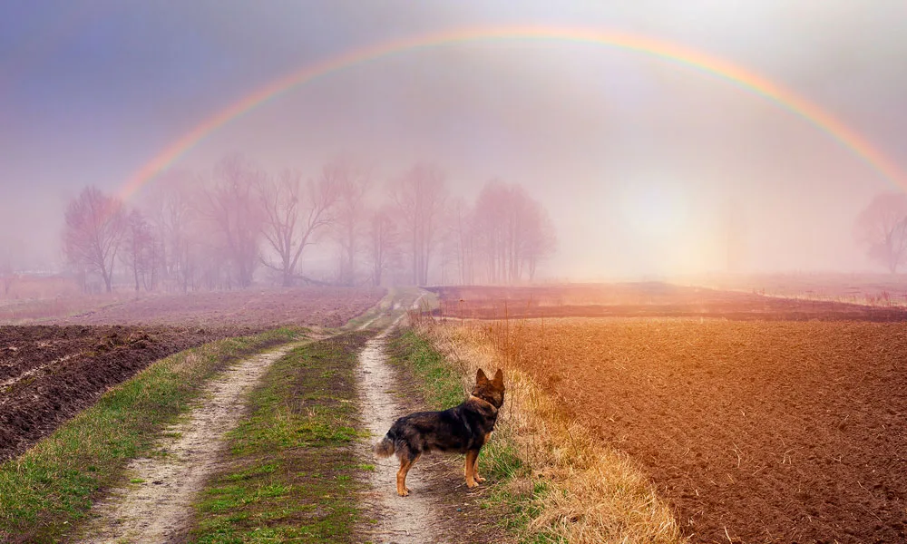 a dog looks at a rainbow in a field