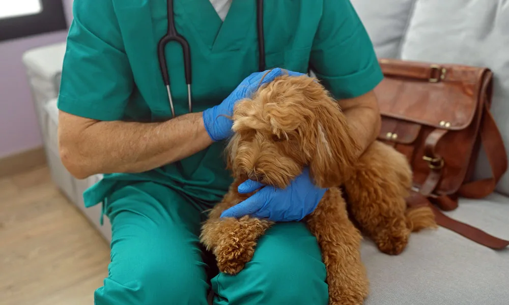 photo of a veterinarian examining a dog at home House call.