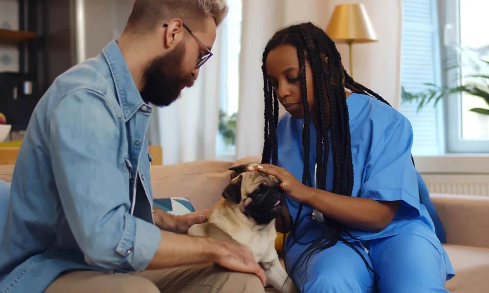 woman veterinarian examining dog at home