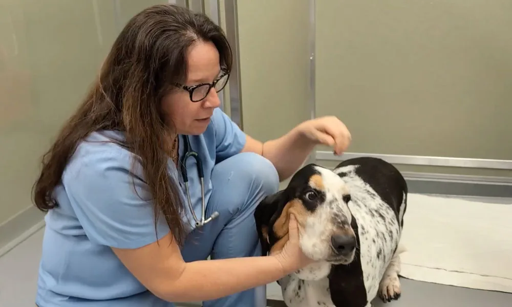 Abscess Tooth Treatment at East Hill Animal Hospital