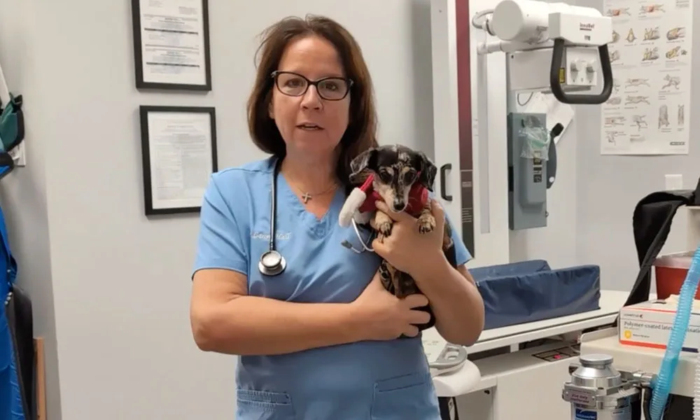 Ultrasound Treatment at East Hill Animal Hospital