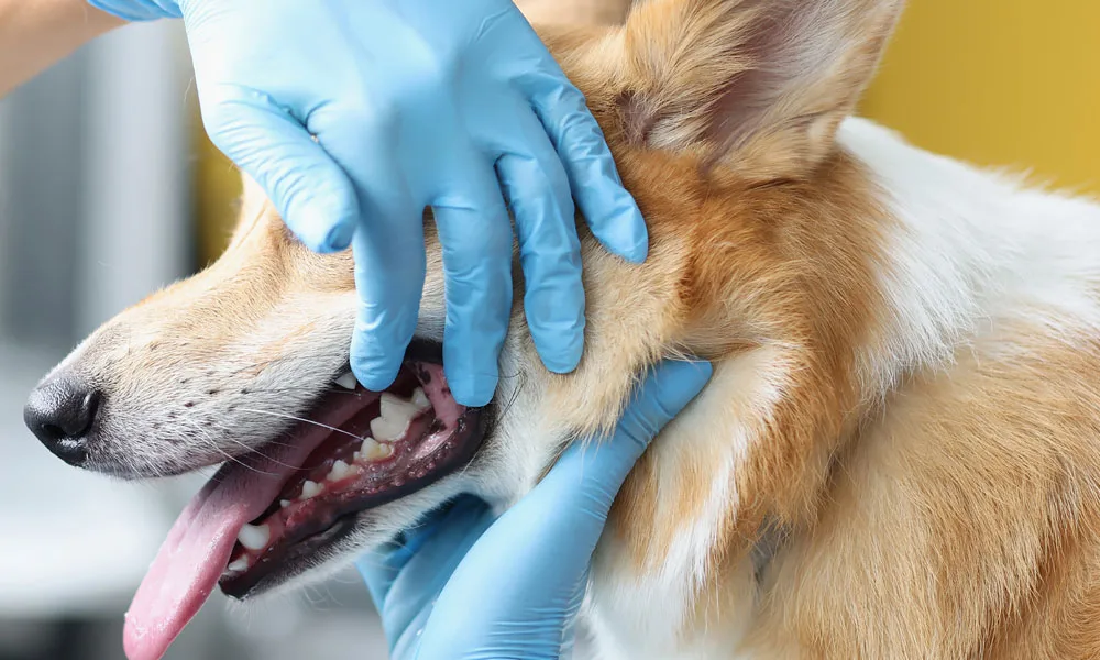 dental examination of a dog