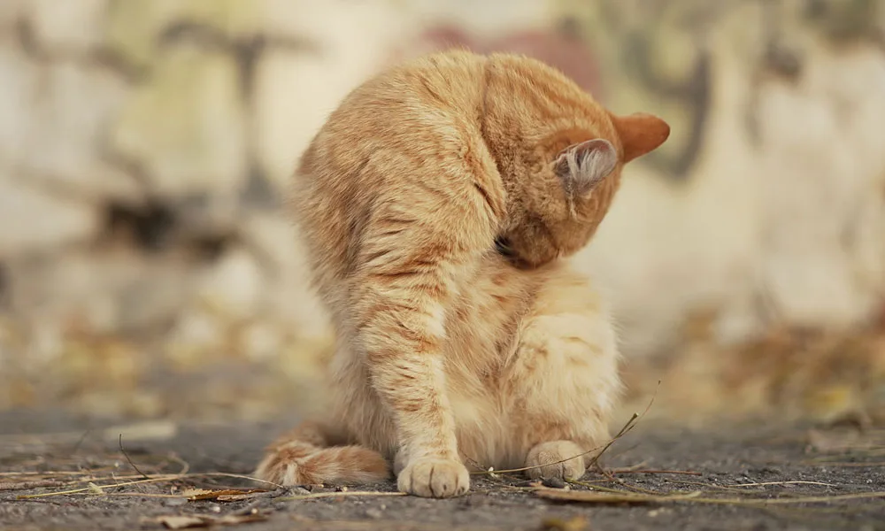 photo of a cat scratching and licking