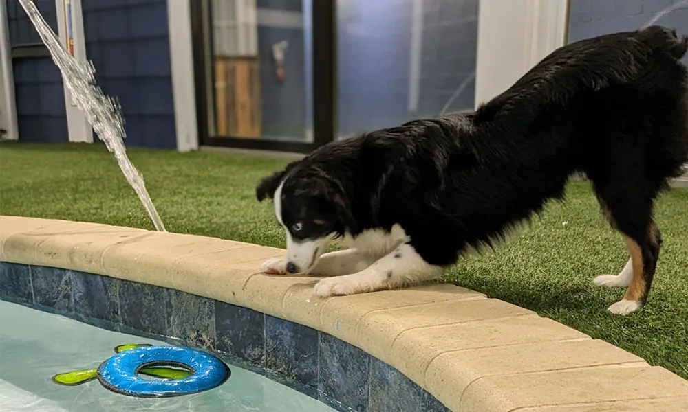 photo of dog playing by an indoor pool