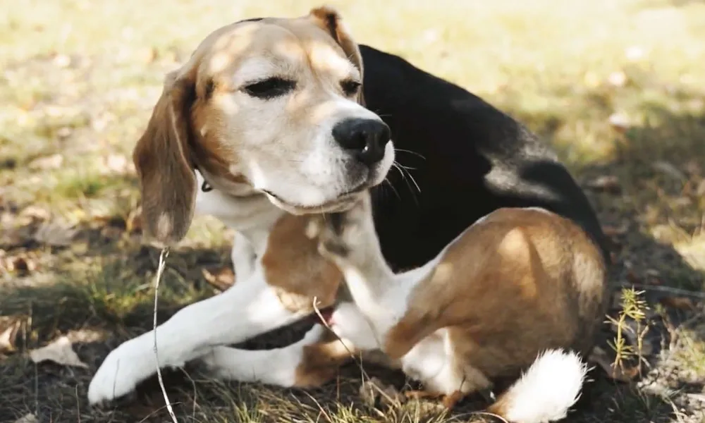 photo of a dog scratching themselves