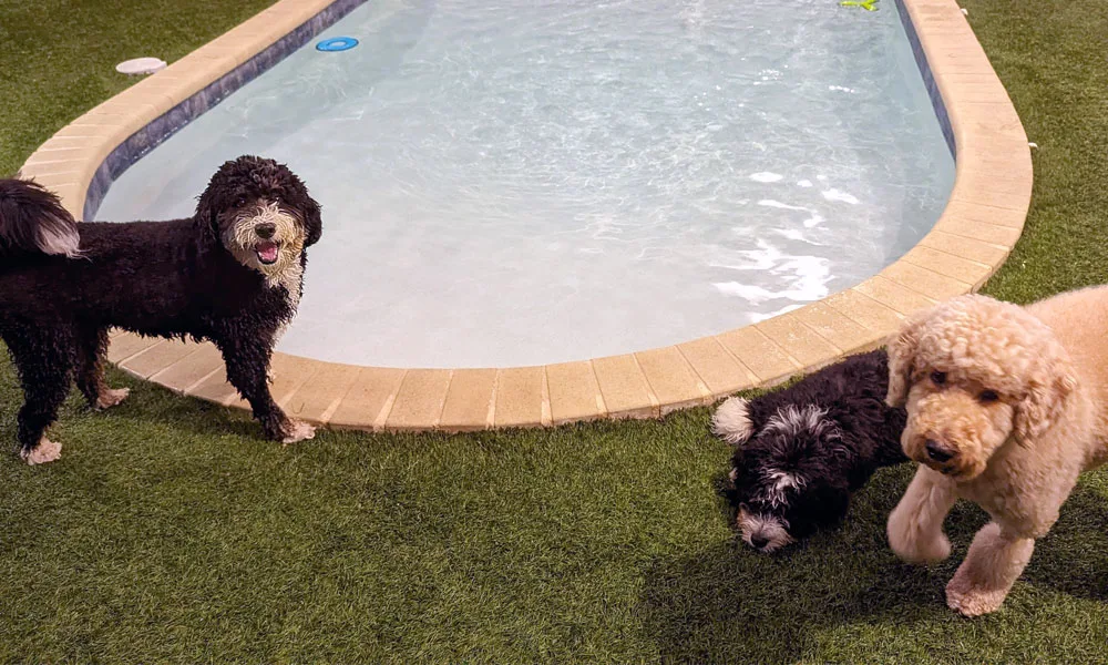 photo of dogs playing by an indoor pool