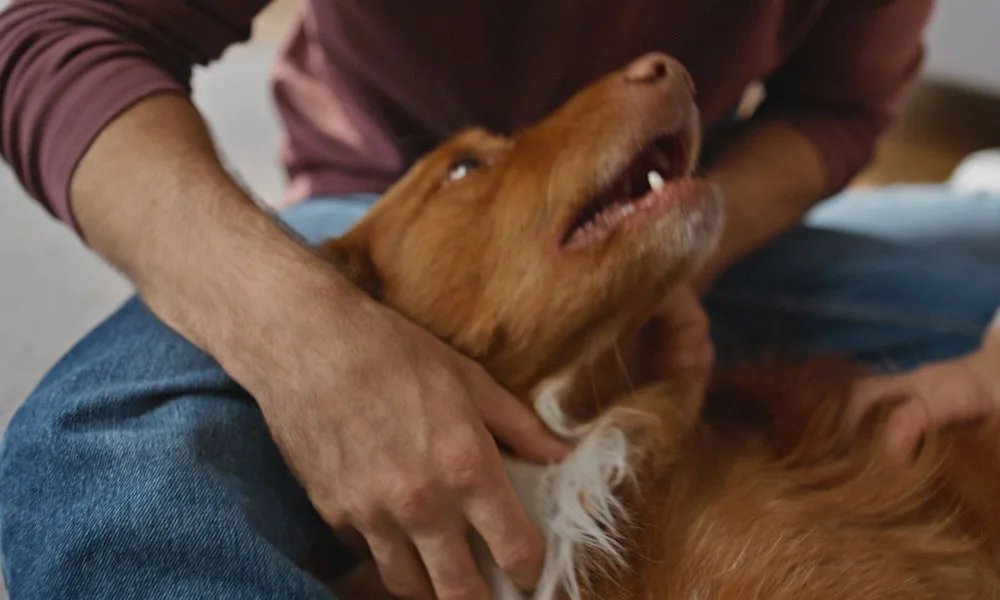 photo of a man scratching a dog