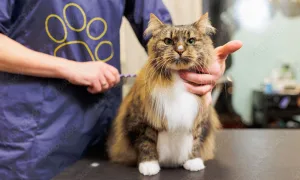 a cat being groomed
