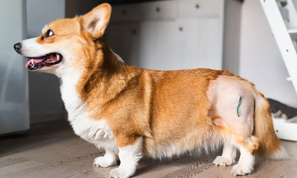 photo of a dog with a hip surgery scar