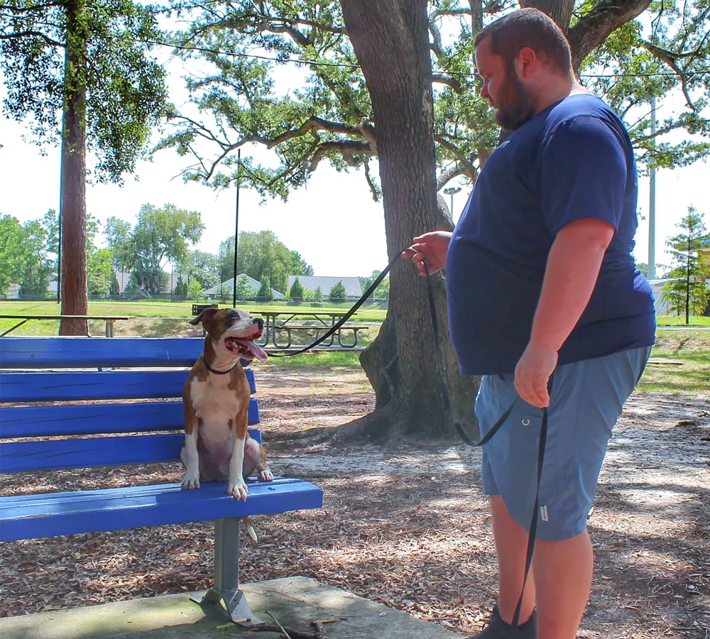 individual dog training photo