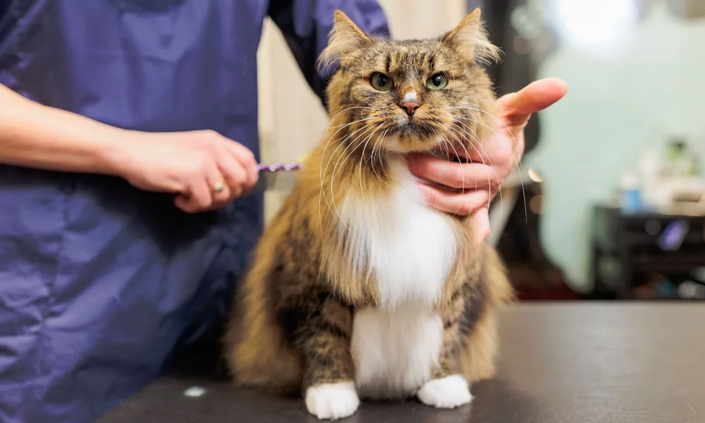a cat being groomed