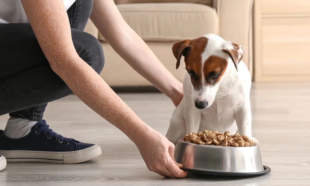 dog looking at their food bowl