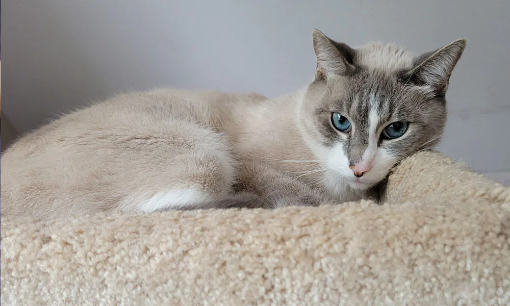 resting cat with blue eyes