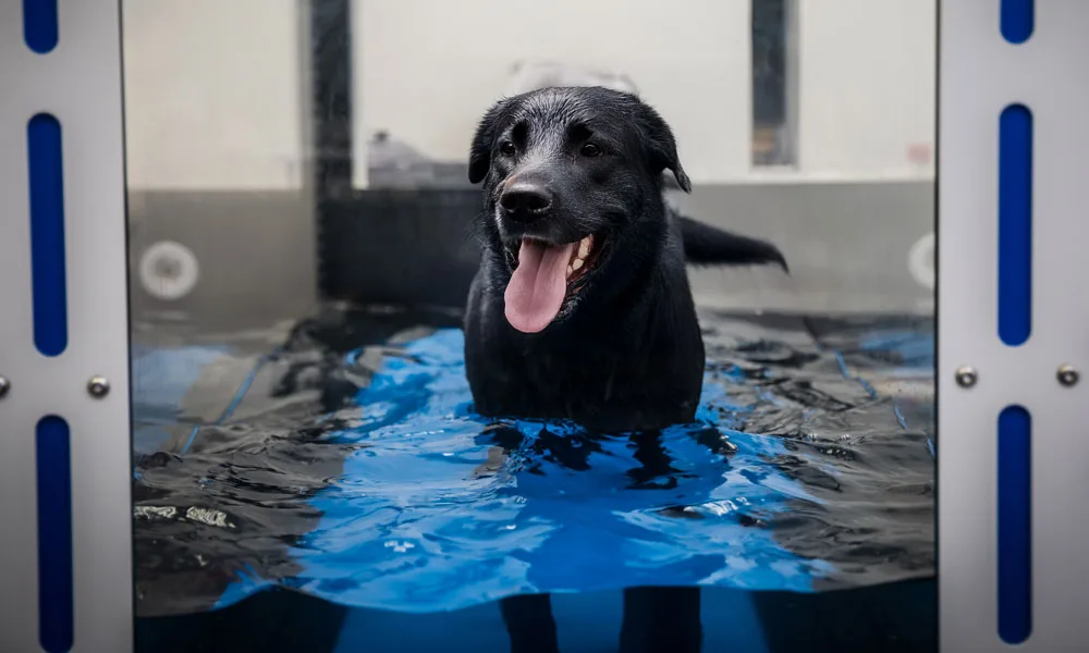 photo of a dog on a water treadmill