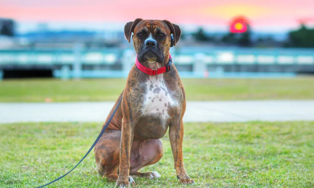 Photo of a dog in the sunset