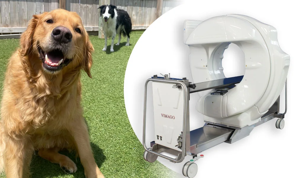 active dogs and Vimago GT30 photo