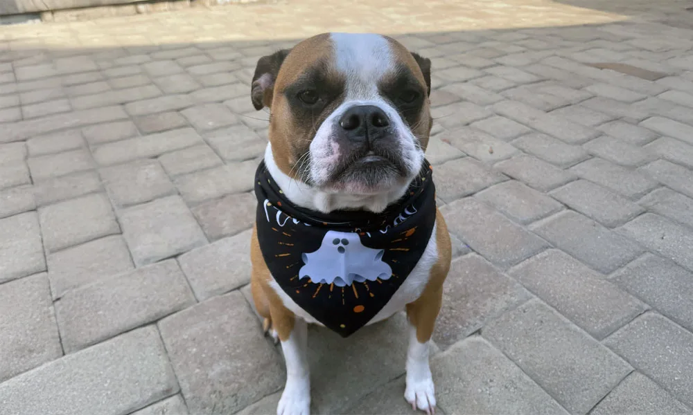 Photo of a dog wearing a Halloween bandana