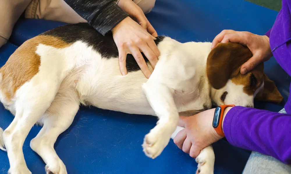 examining a dog
