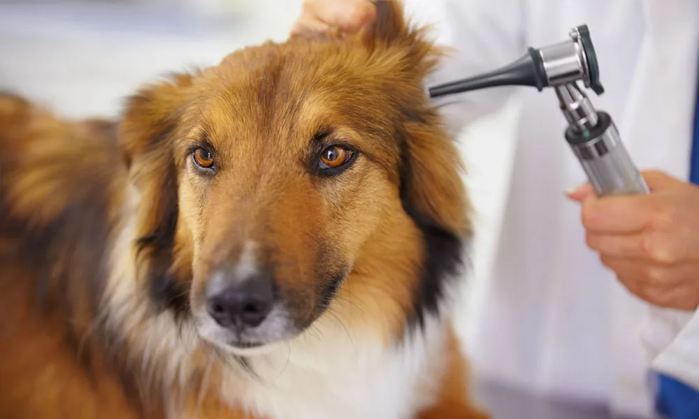 photo of an ear examination on a large dog