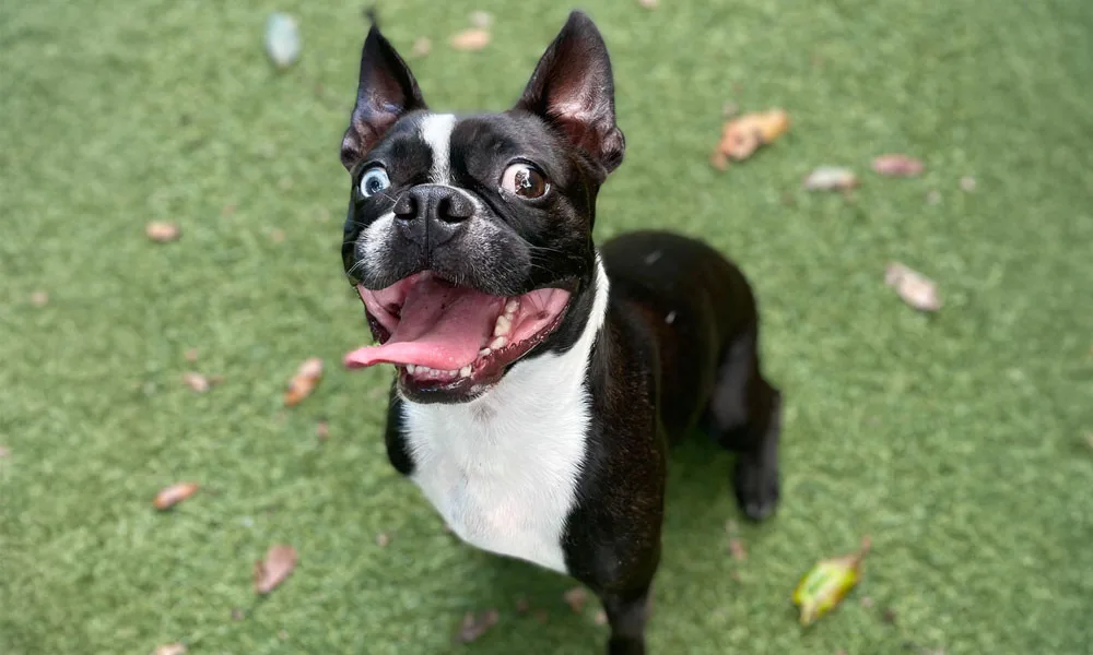photo of Gibby panting with his tongue out