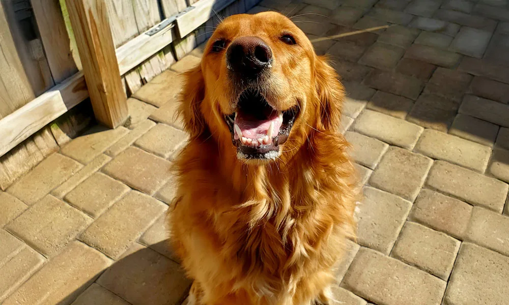 photo of a Golden Retriever panting