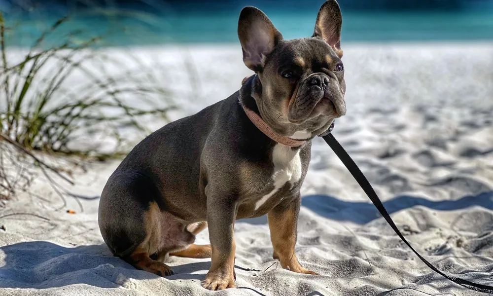 photo of Gunner on the beach