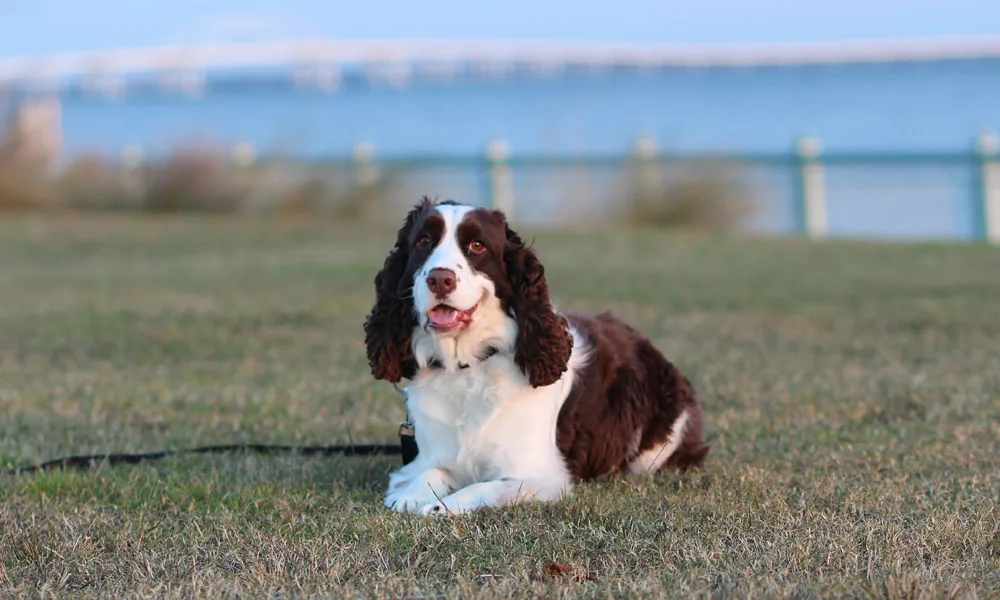 photo of Ruby Coe Wahoo relaxing