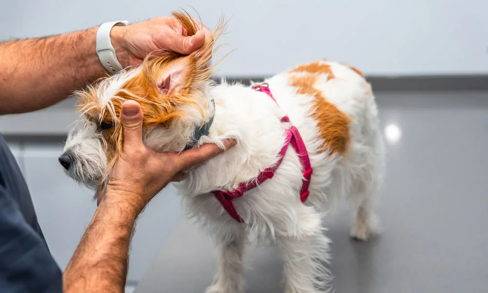 photo of a veterinarian examining a dog's ear