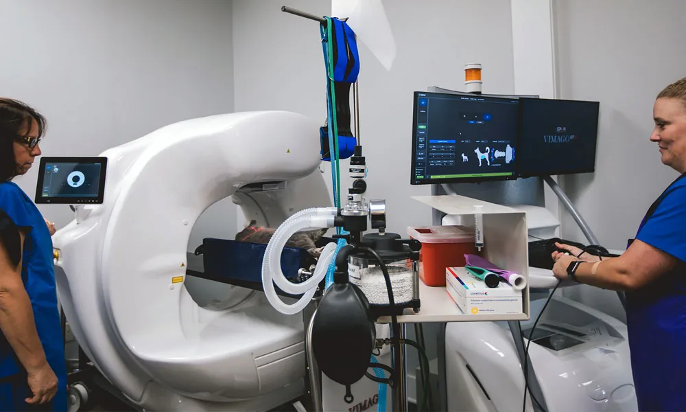 photo of two veterinarians using a CT scanner