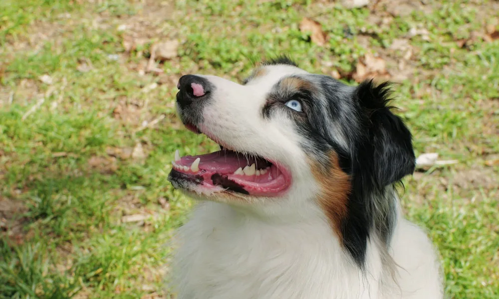 Australian shepherd dog portrait with striking blue eyes