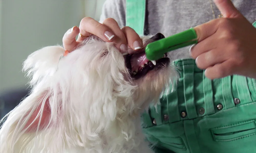 brushing a dogs teeth with toothpaste