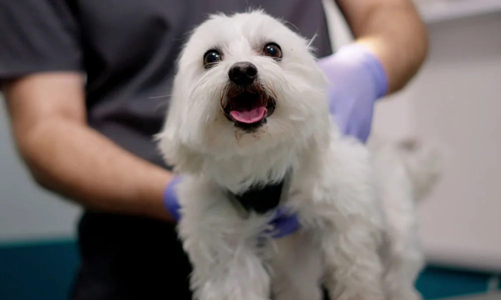 close up portrait of a white dog in a veterinary clinic