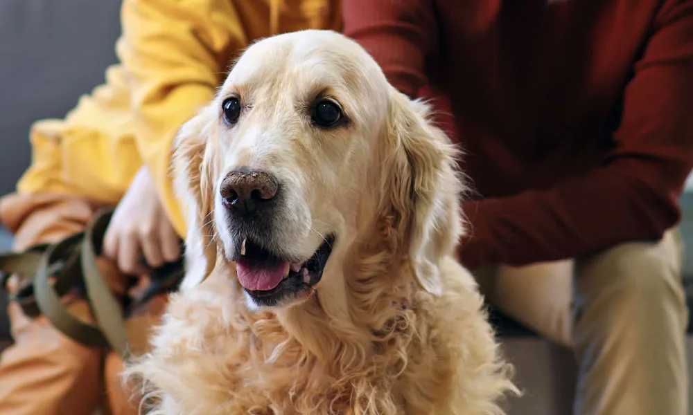 cute golden retriever dog