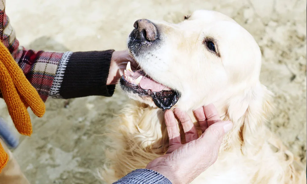 human cuddling dog outside