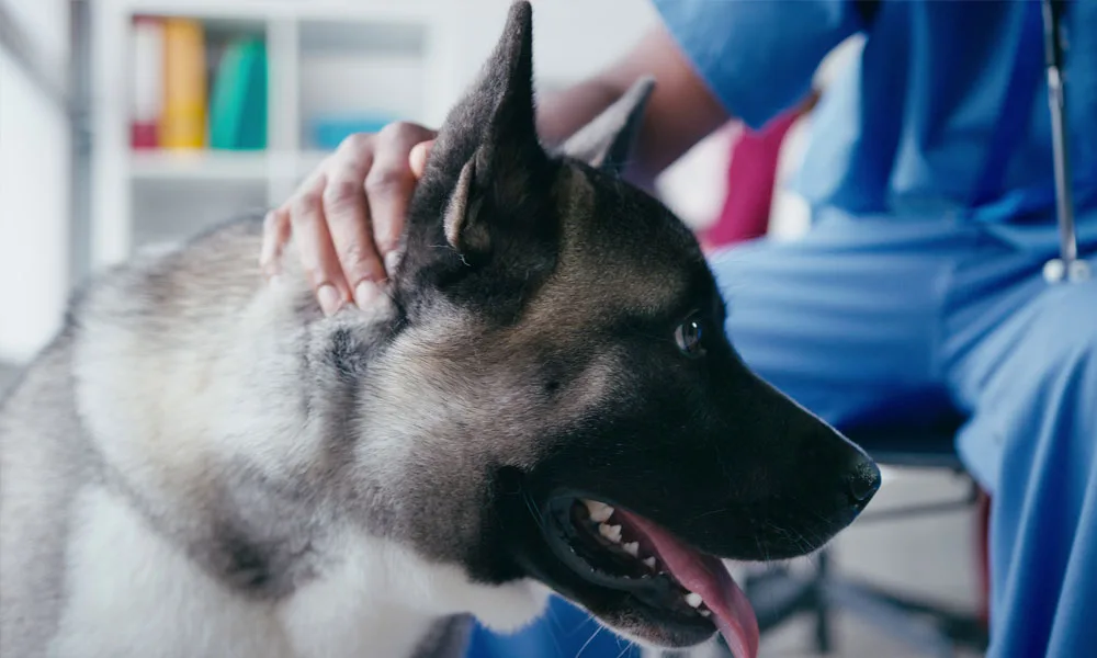vet examining and stroking dog in surgery