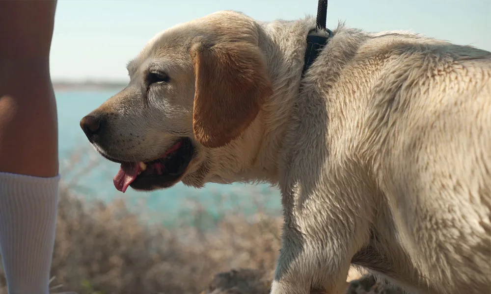 Portrait of old labrador standing at background of a blue sea