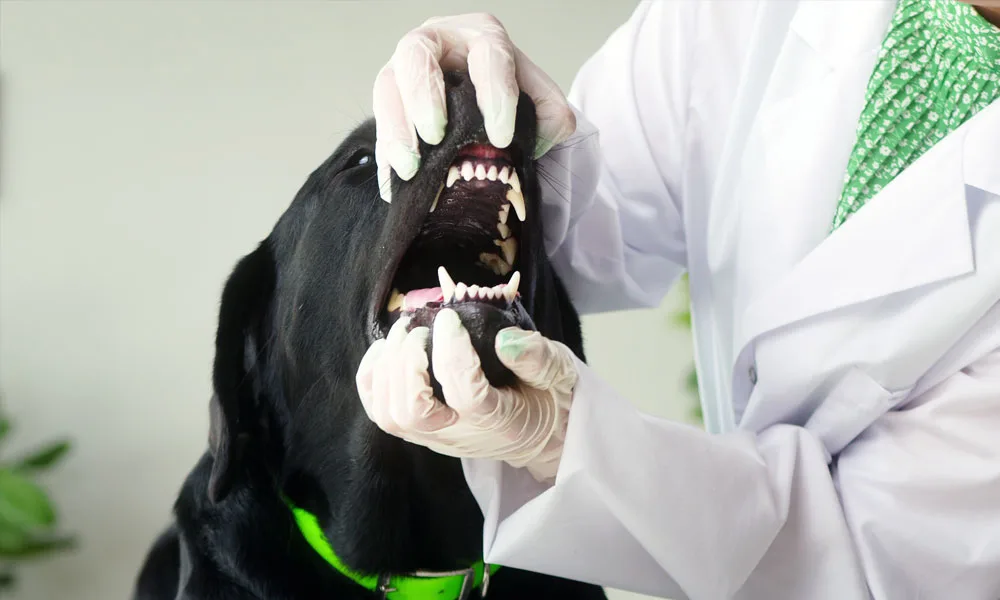 veterinarian examining a dogs teeth