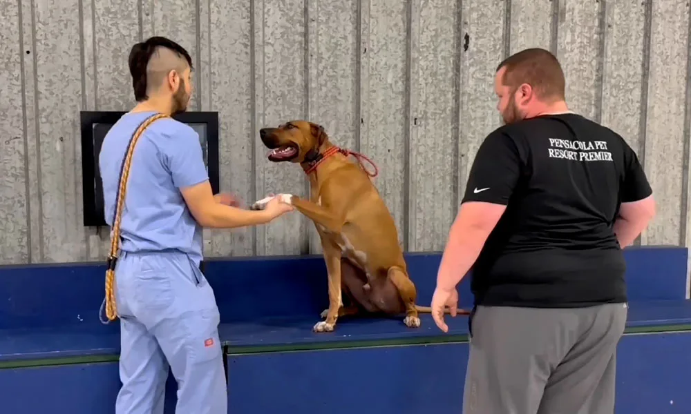 a trainer shakes Blade's paw