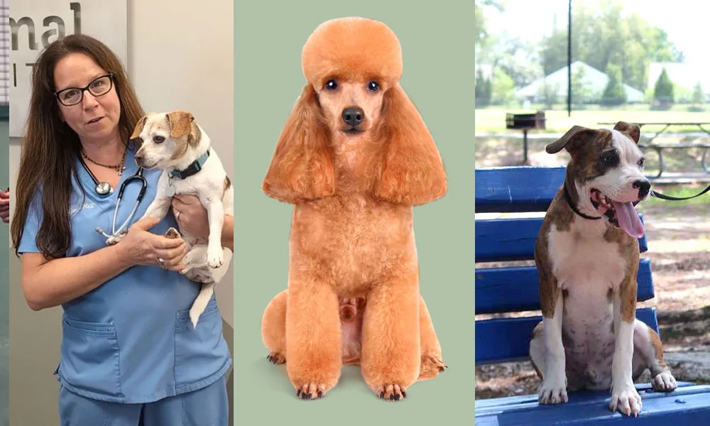 Pensacola Pets: Veterinary services, boarding, and training