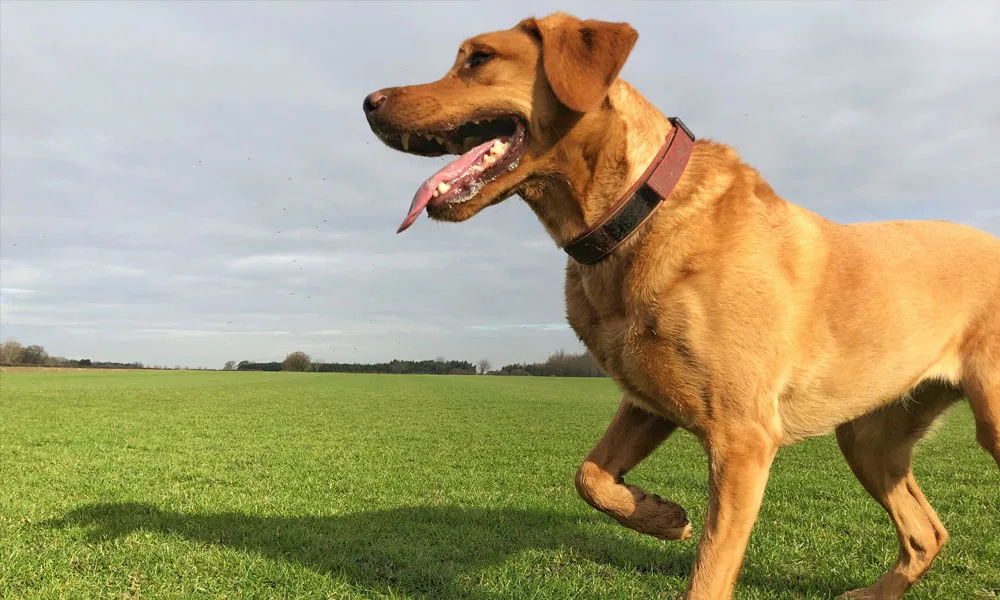 Dog limping with leg injury