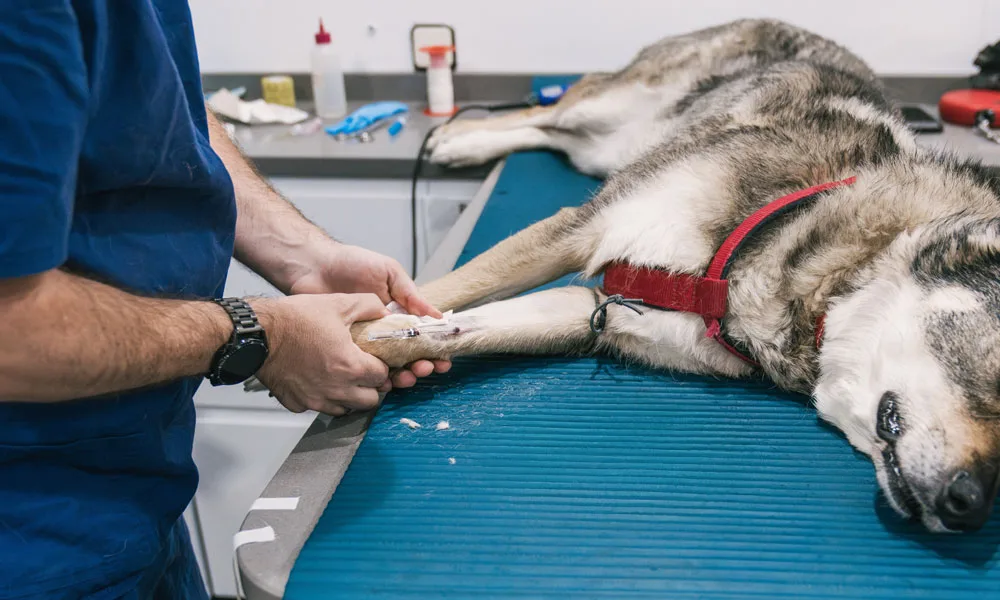 Veterinarian placing intravenous catheter into dog's paw in veterinary hospital