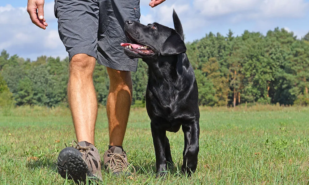 photo of a well trained dog and it's owner