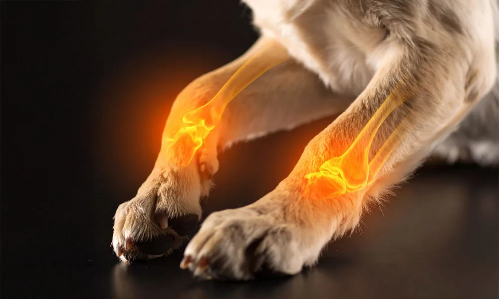 photo of a dog with joint pain showing x-ray