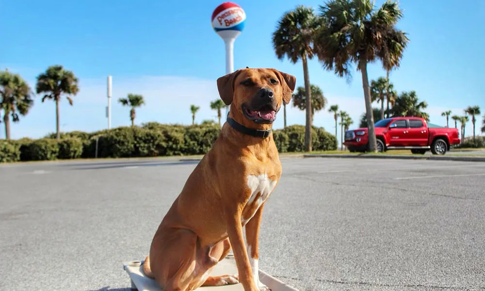 photo of Blade and the water Pensacola tower