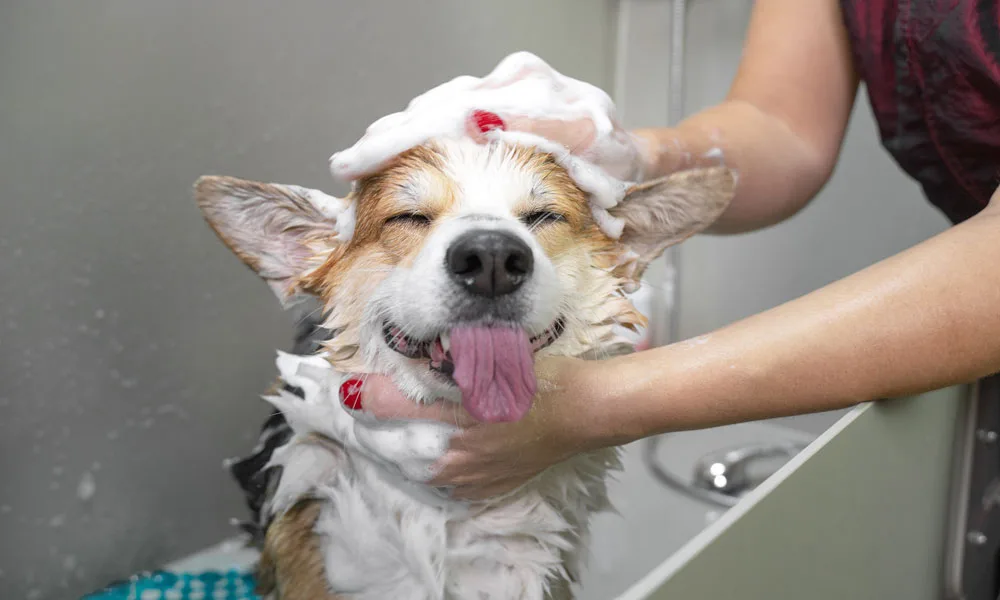 photo of washing a dog